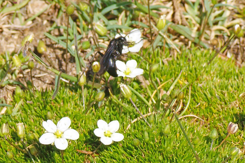 Insetto nero (Pompilidae)